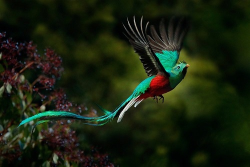 Quetzal centroamericano